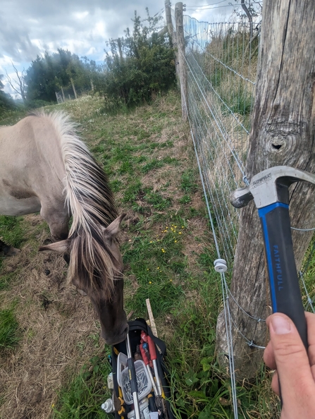Don't you just love working with livestock? Sedge the Konik pony "helping" while fence repairs were being carried out – Jamie Smith 