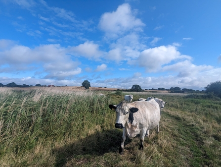 British white grazing within the reedbeds at Hen Reedbeds – Jamie Smith 