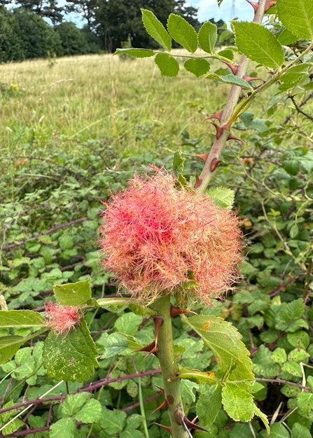 Robin's pincushion, a gall caused by the larvae of a tiny gall wasp, Dipoloepis rosae – Andy Hickinbotham 