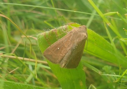 White point moth at Darsham Marshes – Dan Doughty 