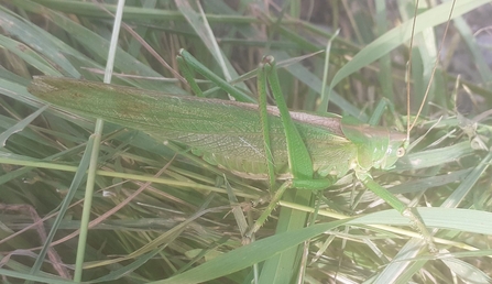 Great green bush cricket at Trimley Marshes – Joe Underwood 