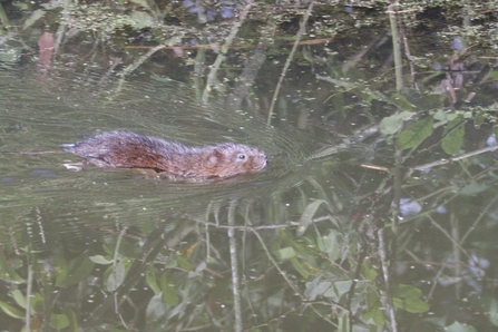 A water vole swimming through a pond at Trimley Marshes in Suffolk