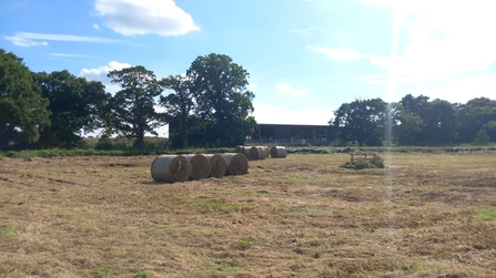 Making hay to create open wet grassland at Carlton Marshes – Lewis Yates 