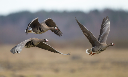 Three white-fronted geese in flight in the foreground with a blurred background