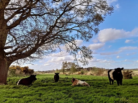 Four belted Galloway cows next to an oak tree on a sunny day at martlesham wilds