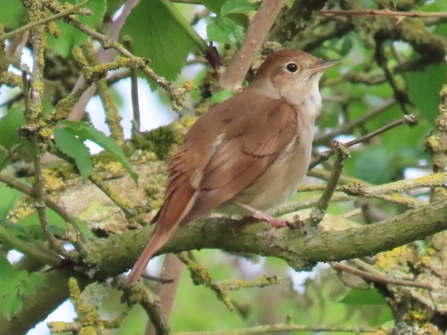 Nightingale sat on a tree branch in daylight