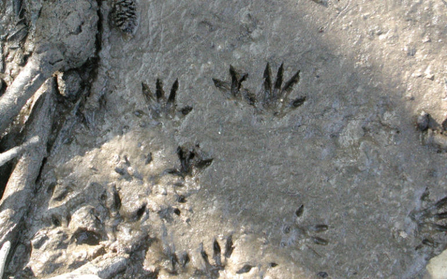 Water vole footprints