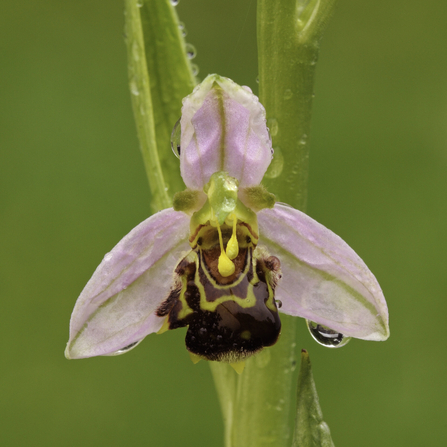 Bee Orchid - Dawn Monrose