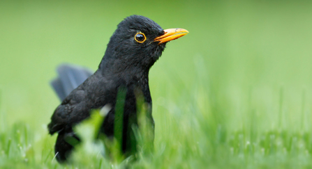 Blackbird by Jon Hawkins