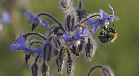 Common carder bee on borage - Chris Gomersall/2020VISION