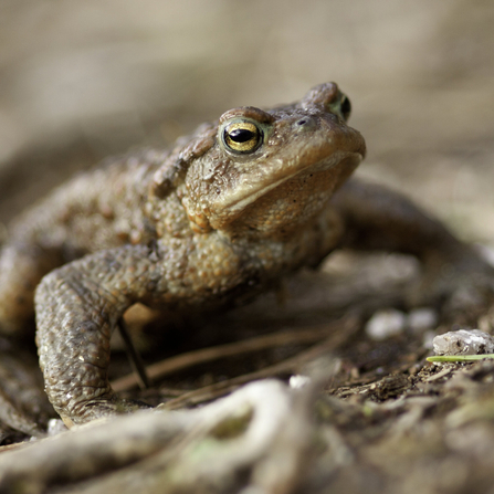 Common toad - Tom Marshall