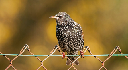 Starling, Sturnus vulgaris, winter plumage, UK - Dawn Monrose