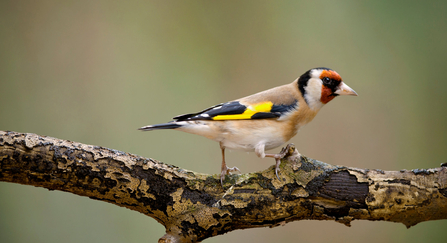 Goldfinch by Neil Aldridge