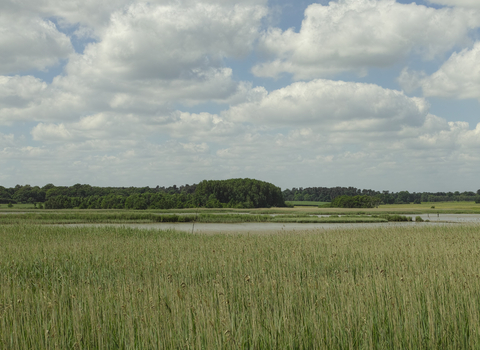 Snape marshes Suffolk Wildlife Trust