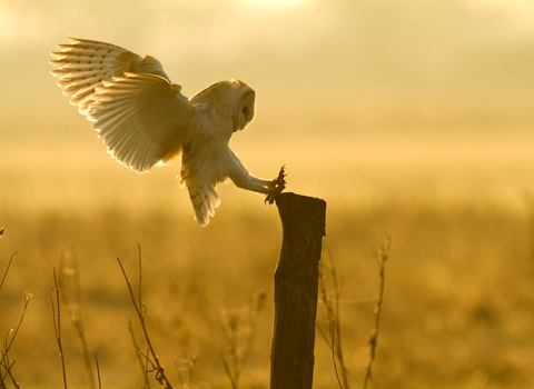 Barn owl by Russell Savory