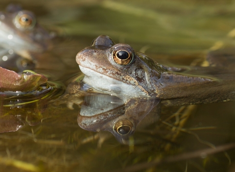 Common frog  Mark Hamblin/2020VISION