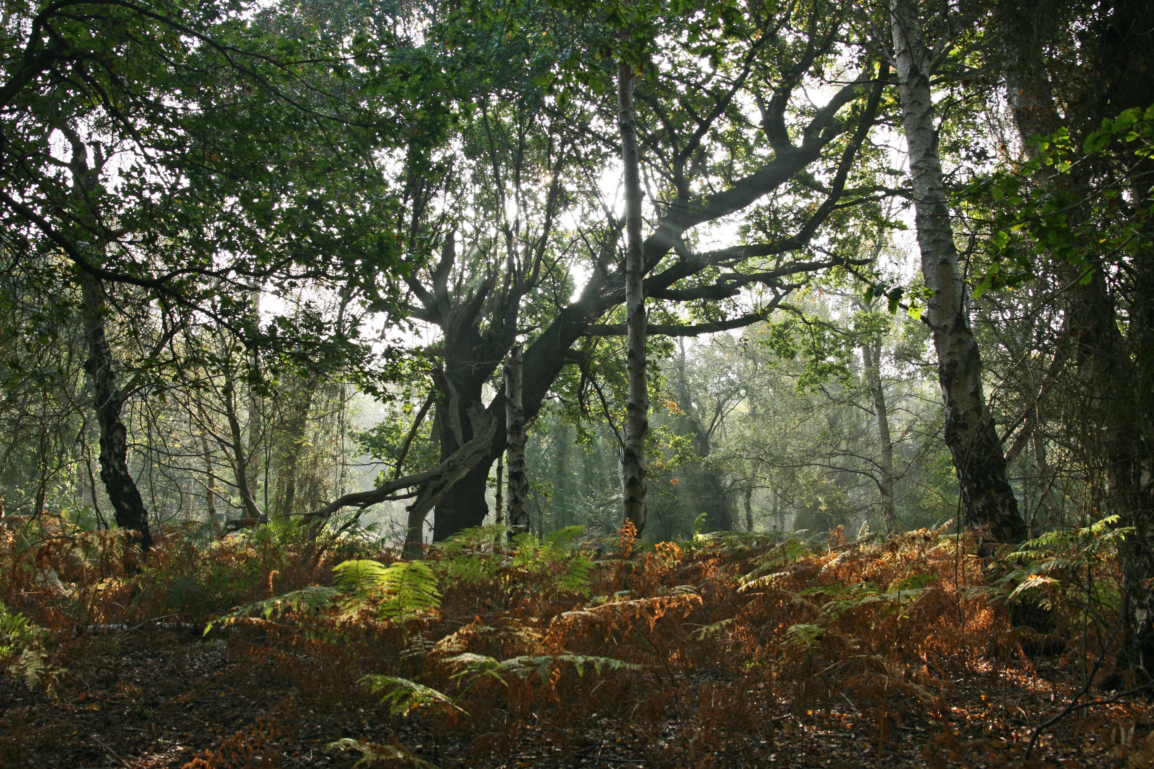 Trees courtesy Steve Aylward