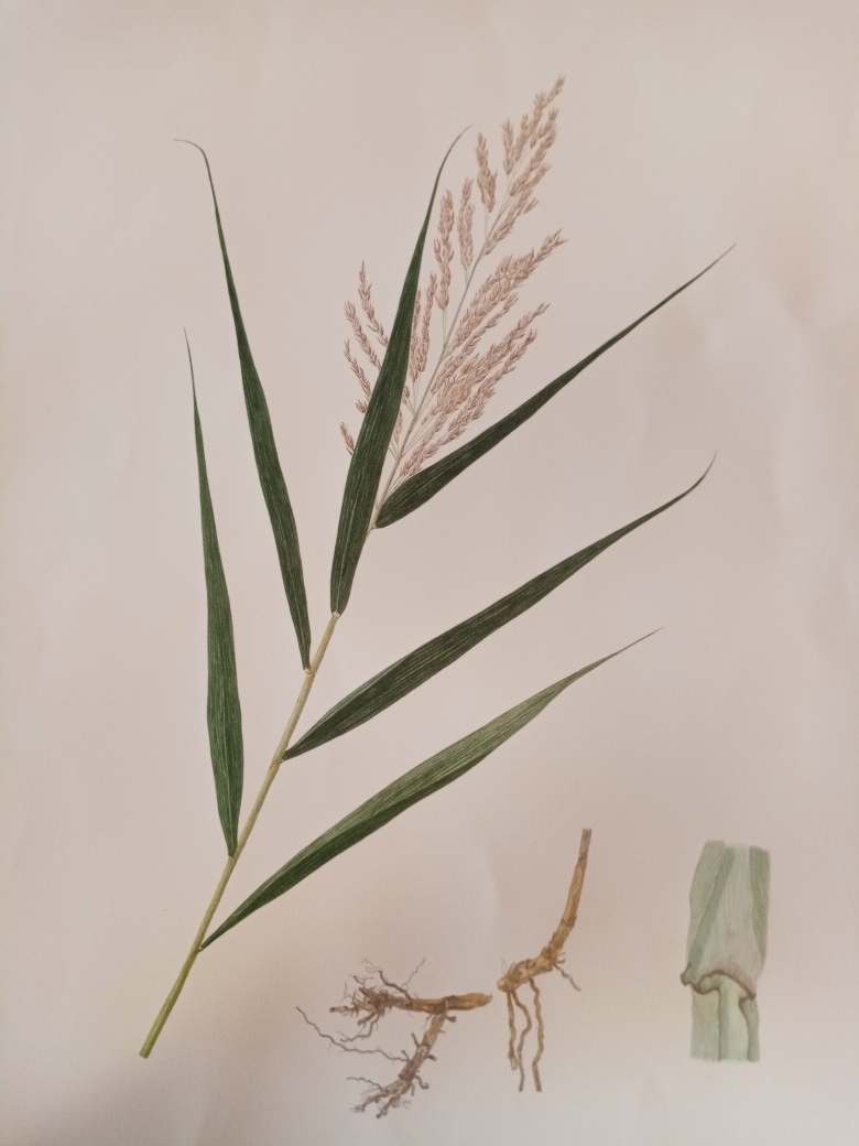 botanical art school Suffolk Wildlife Trust