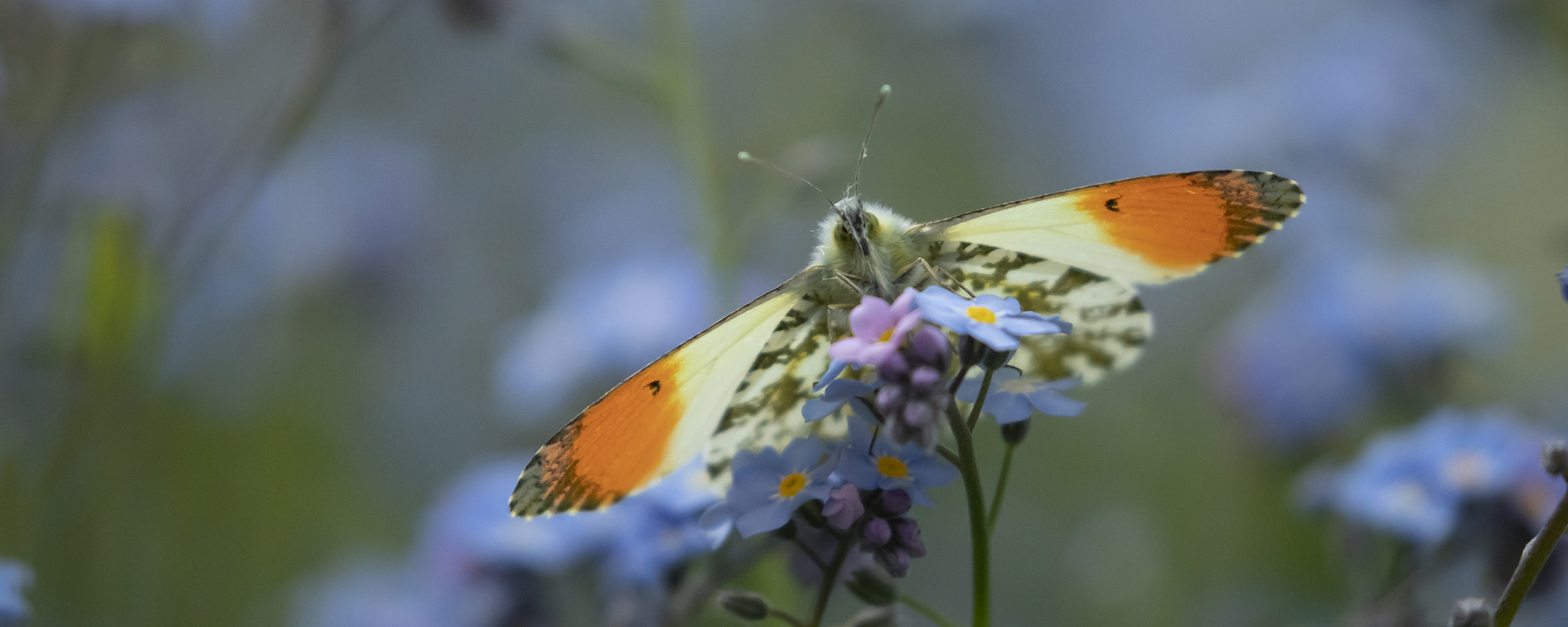 Orange tip butterfly, courtesy of Kevin Sawford