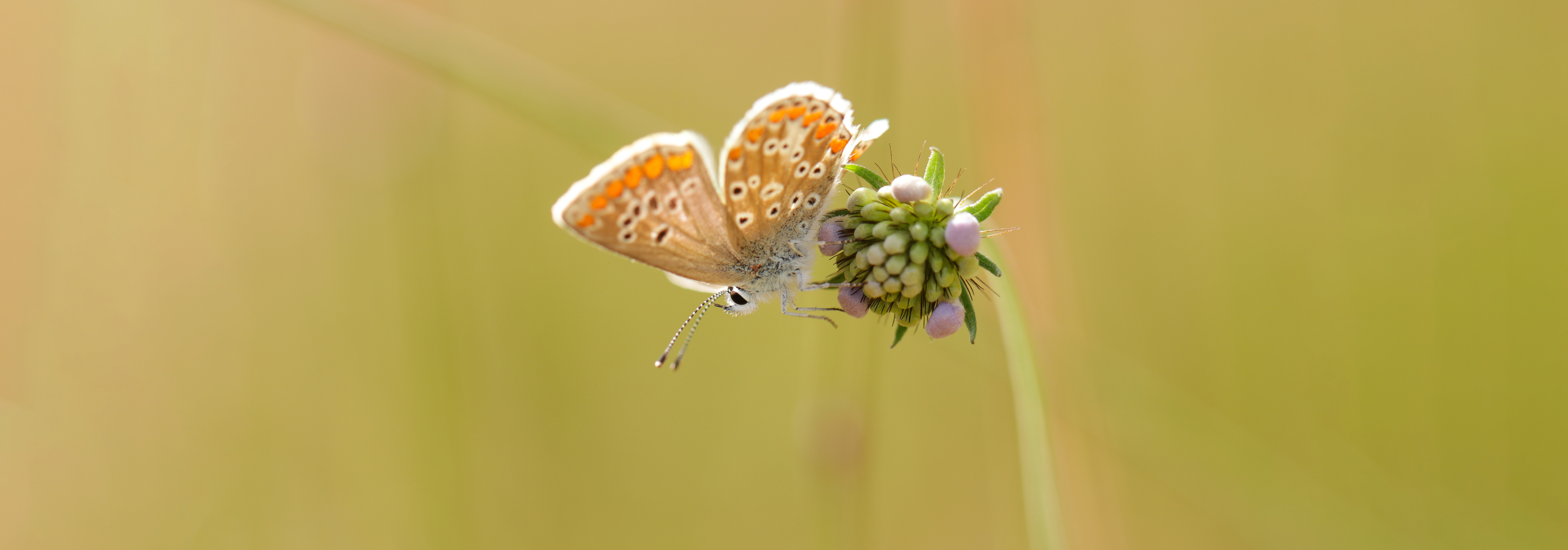 Brown argus butterfly -Steve Aylward