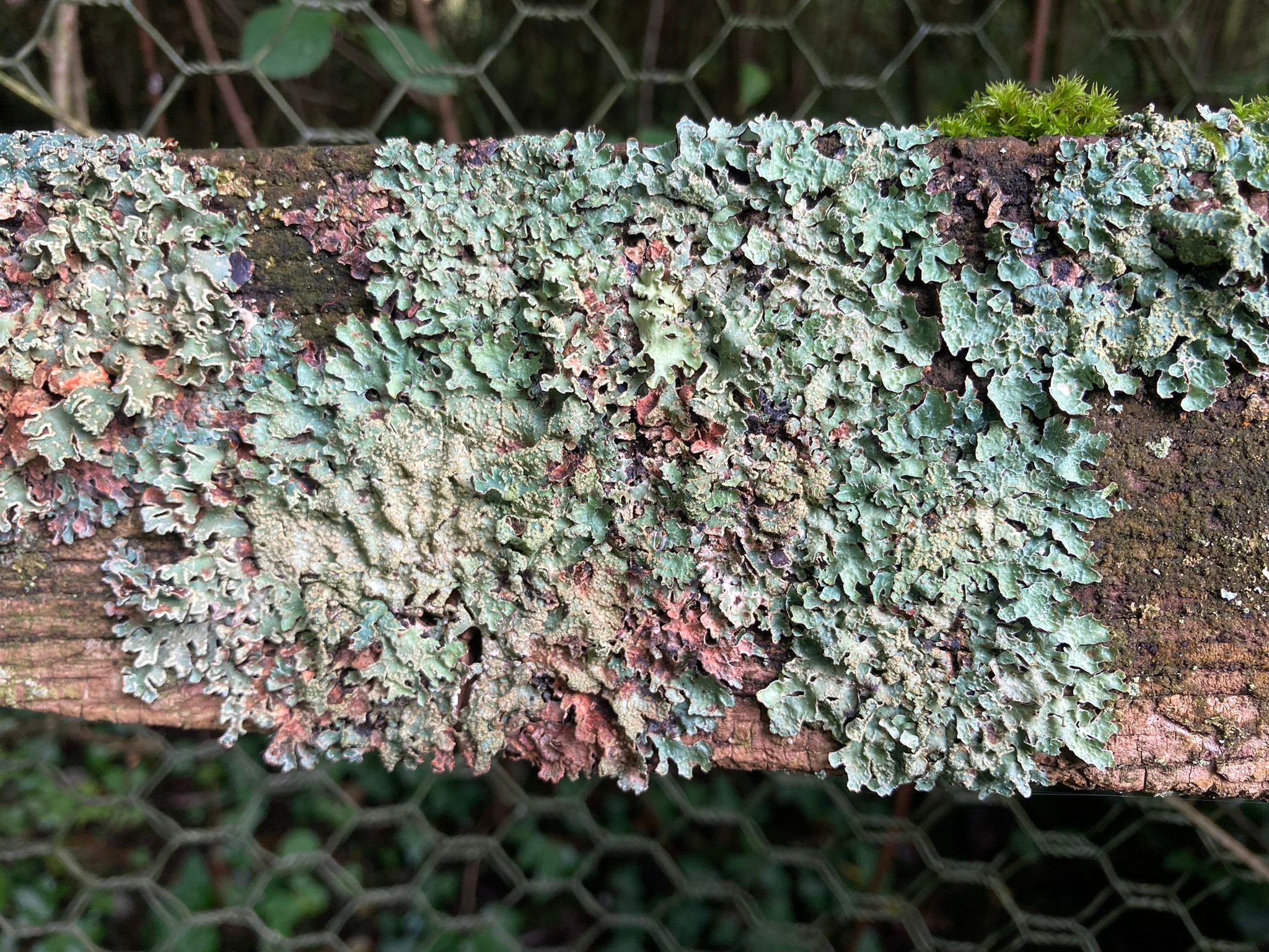 Shield Lichen at Martins Meadow in Suffolk