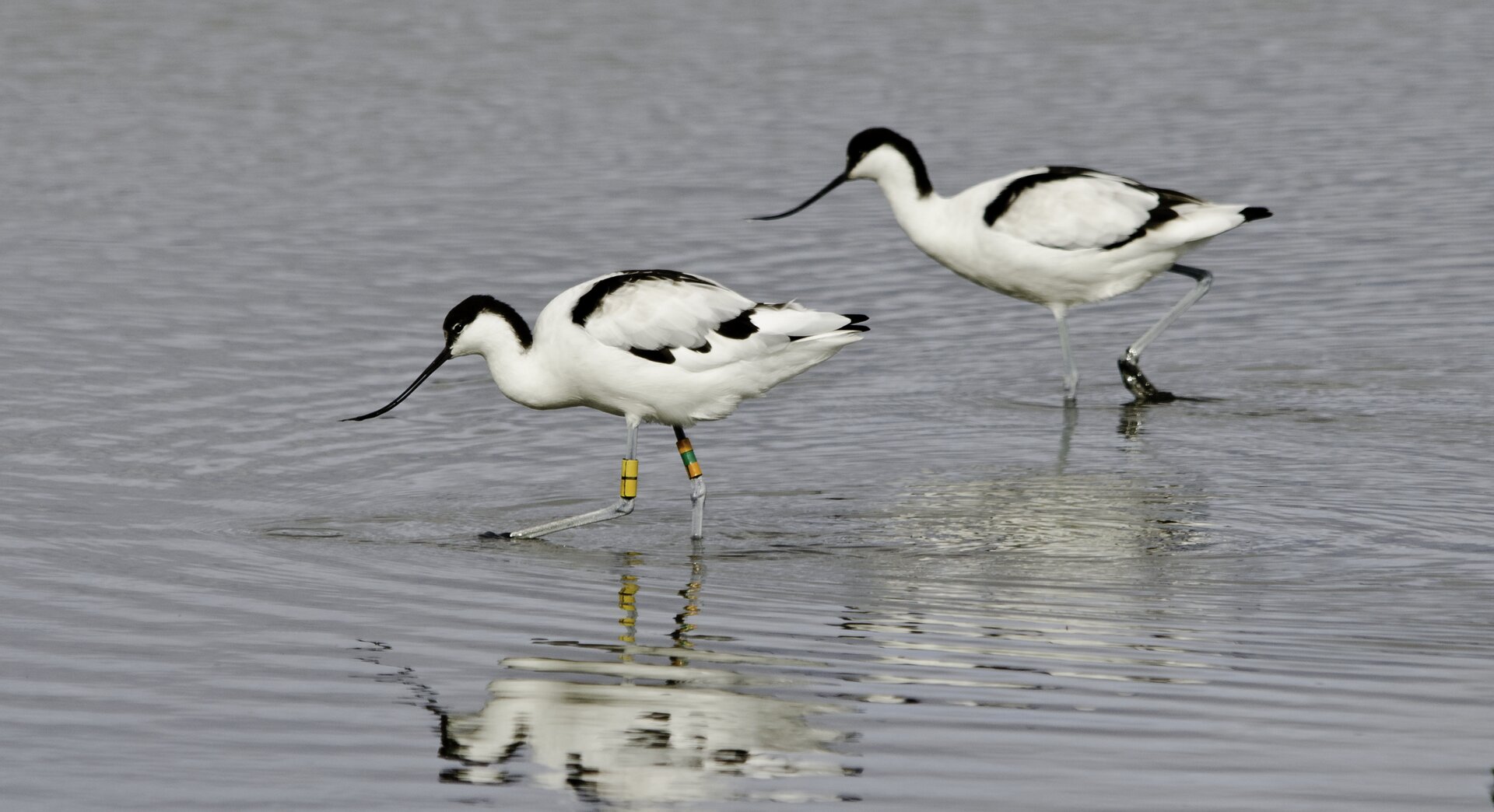 Two black and white Avocet birds stand in shallow water feeding