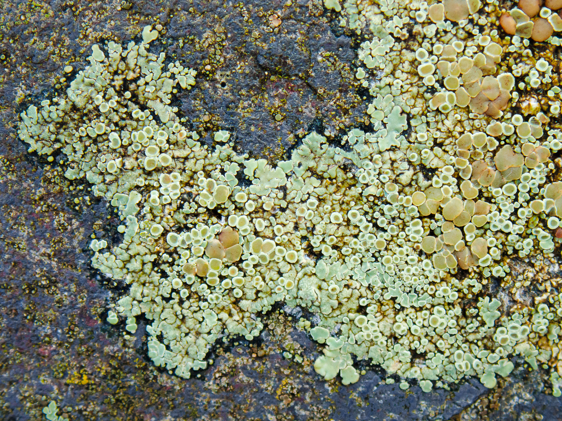 Protoparmeliopsis muralis. copyright: Anthony Speca