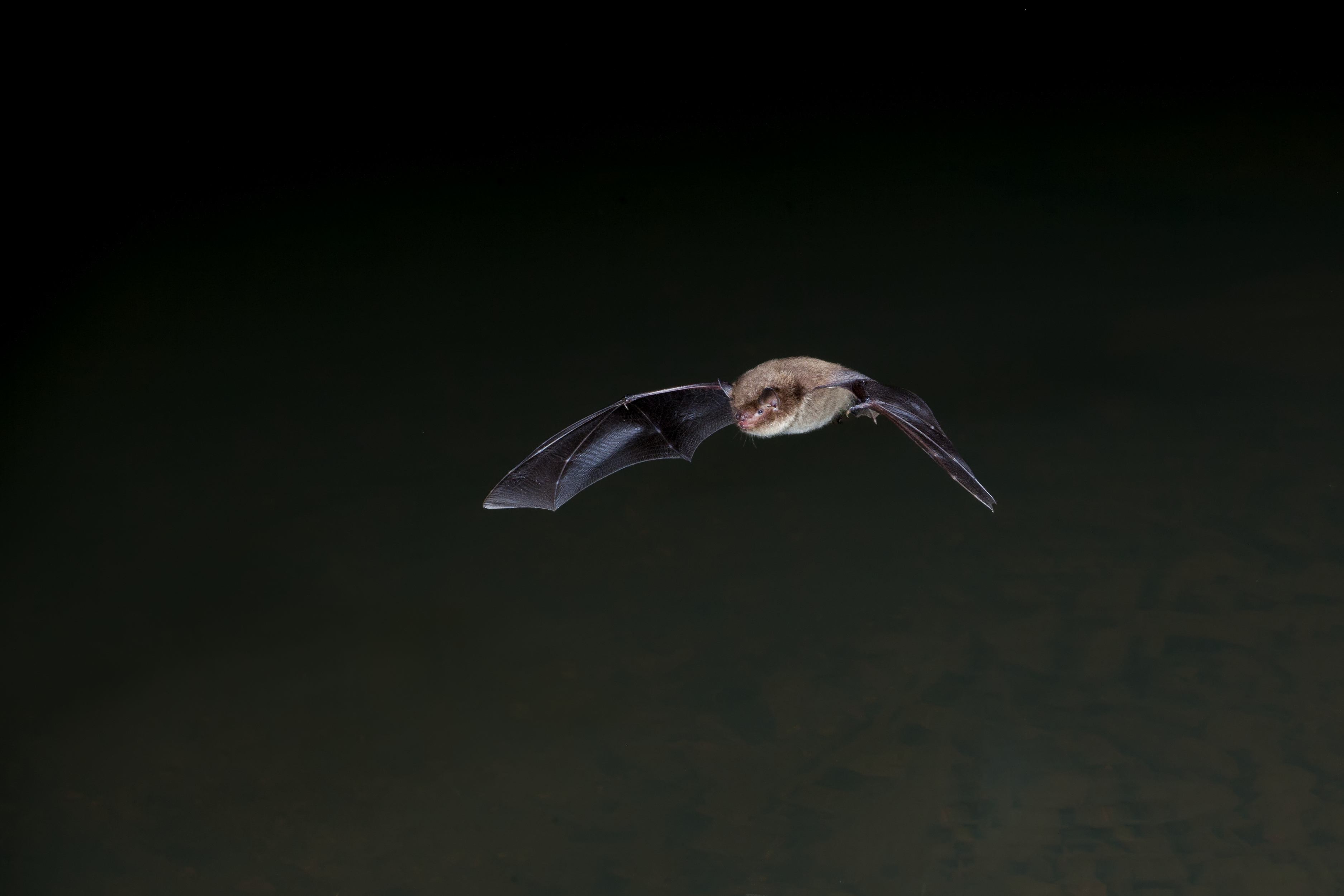 bat 2