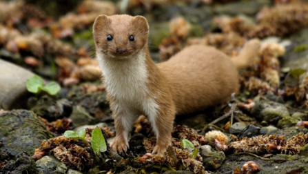 Weasel, courtesy Derbyshire Wildlife Trust