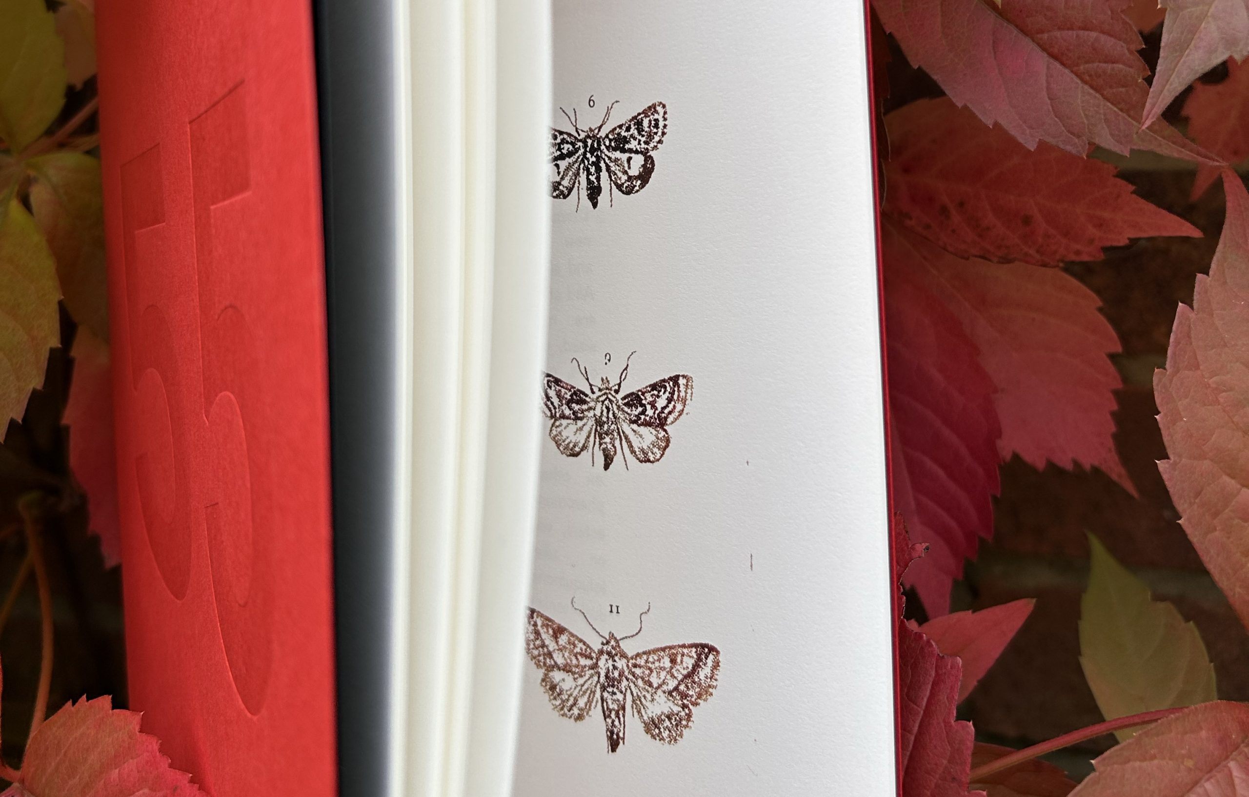 A red book against autumn coloured leaves