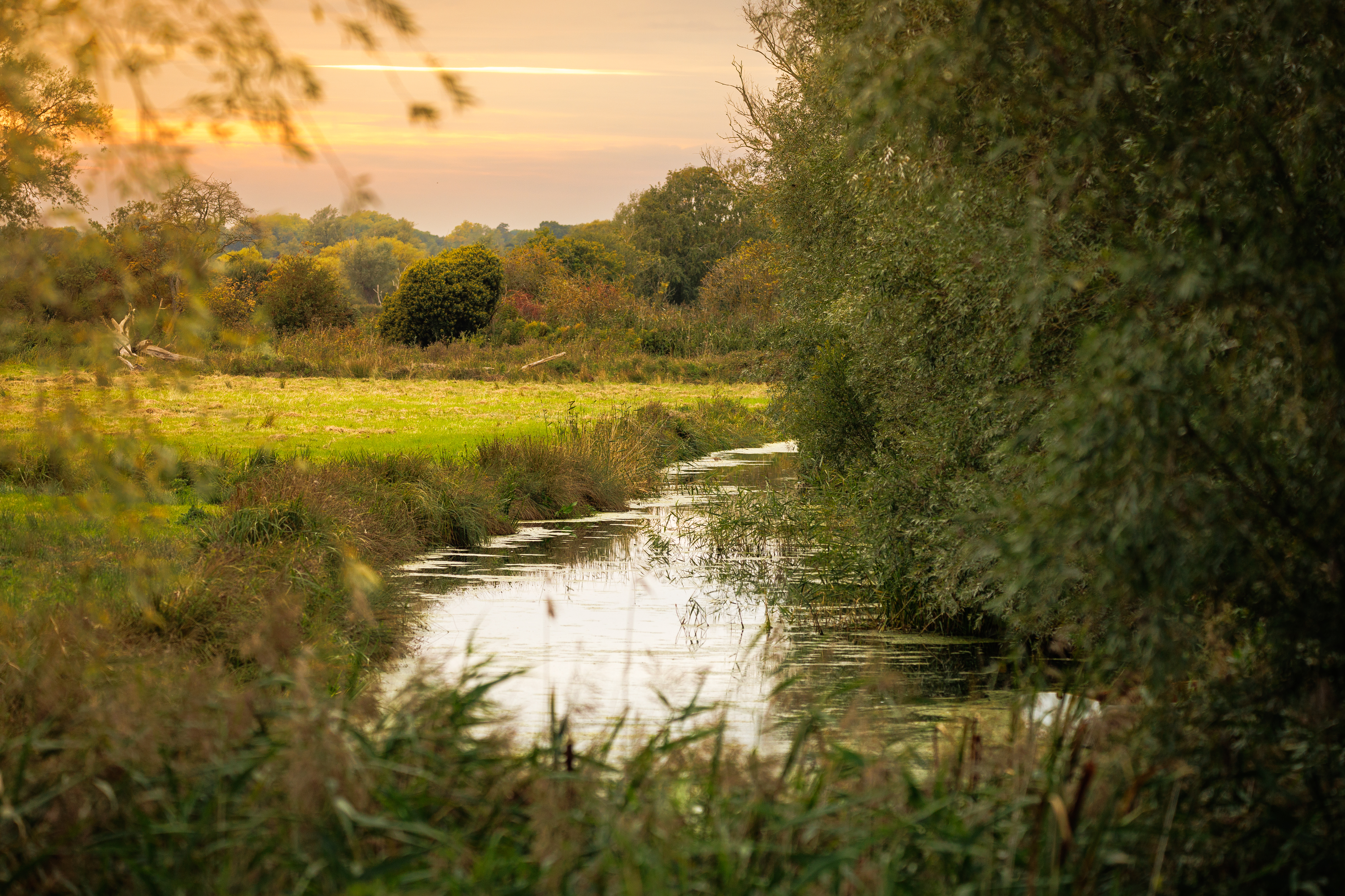 Worlingham Marshes