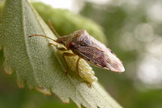 Parent Bug, Lancs, courtesy of Philip Precey
