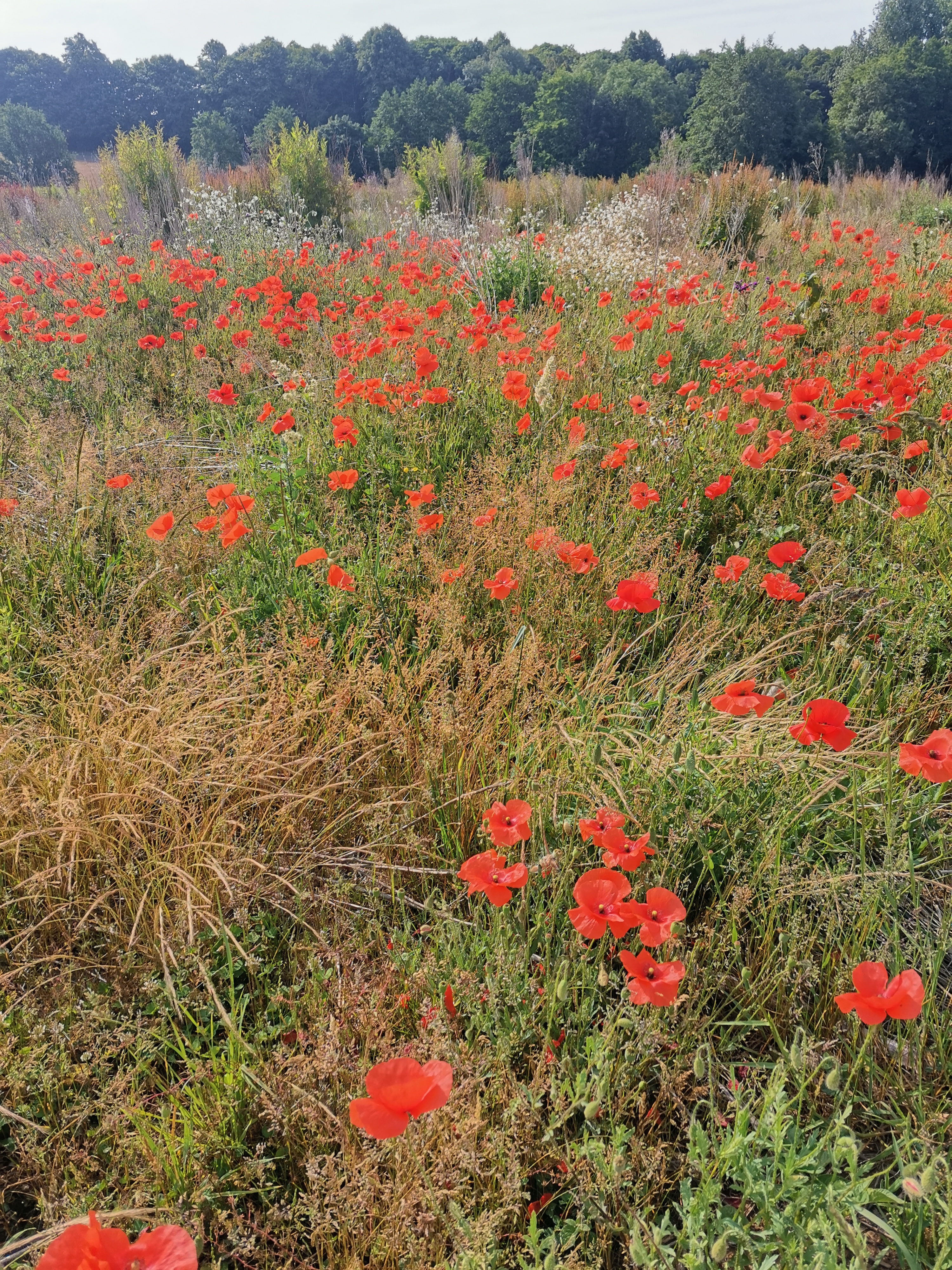 red flowers in a field