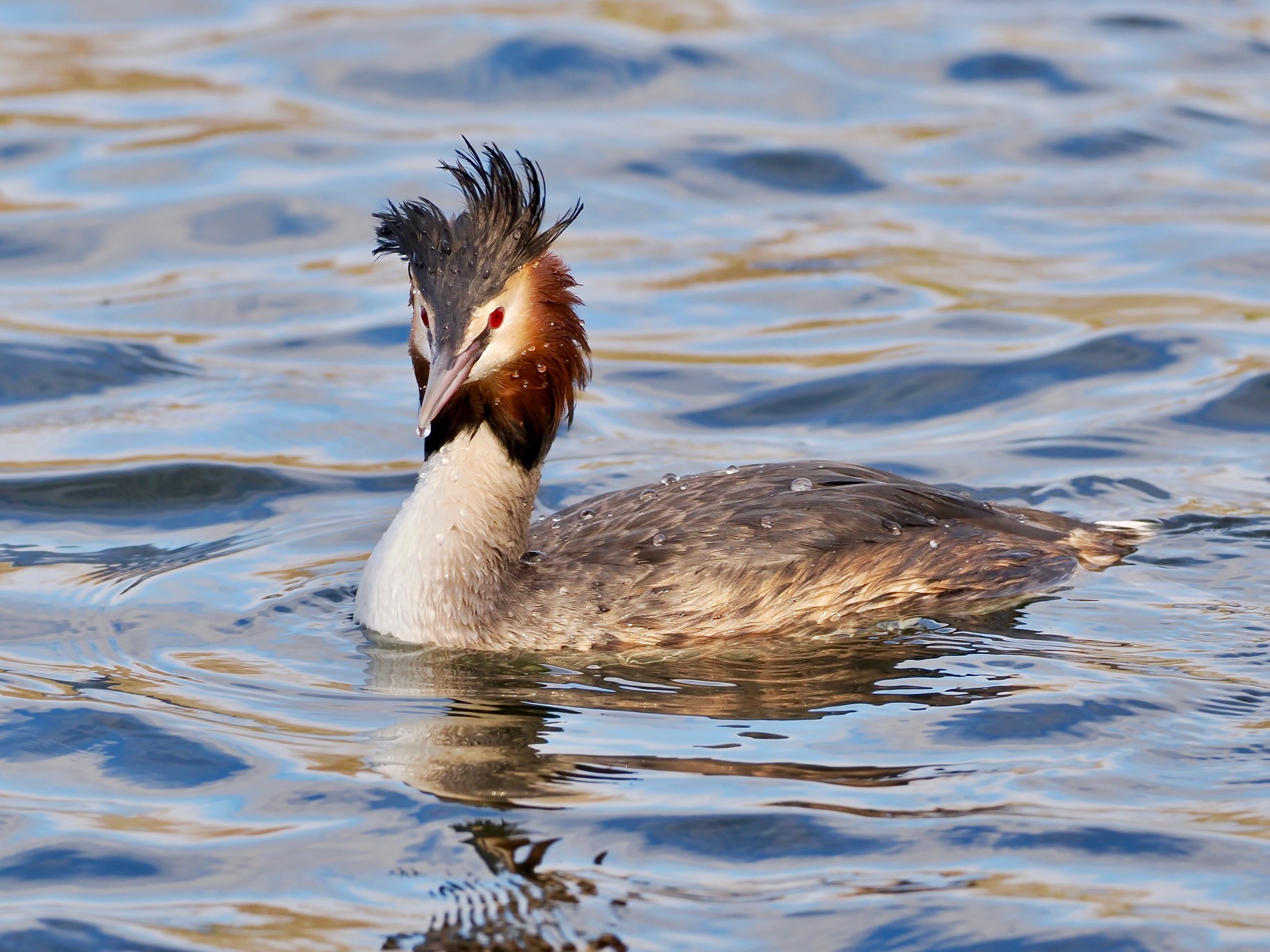 Great crested grebe in breeding plumage
