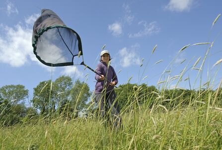 butterfly survey