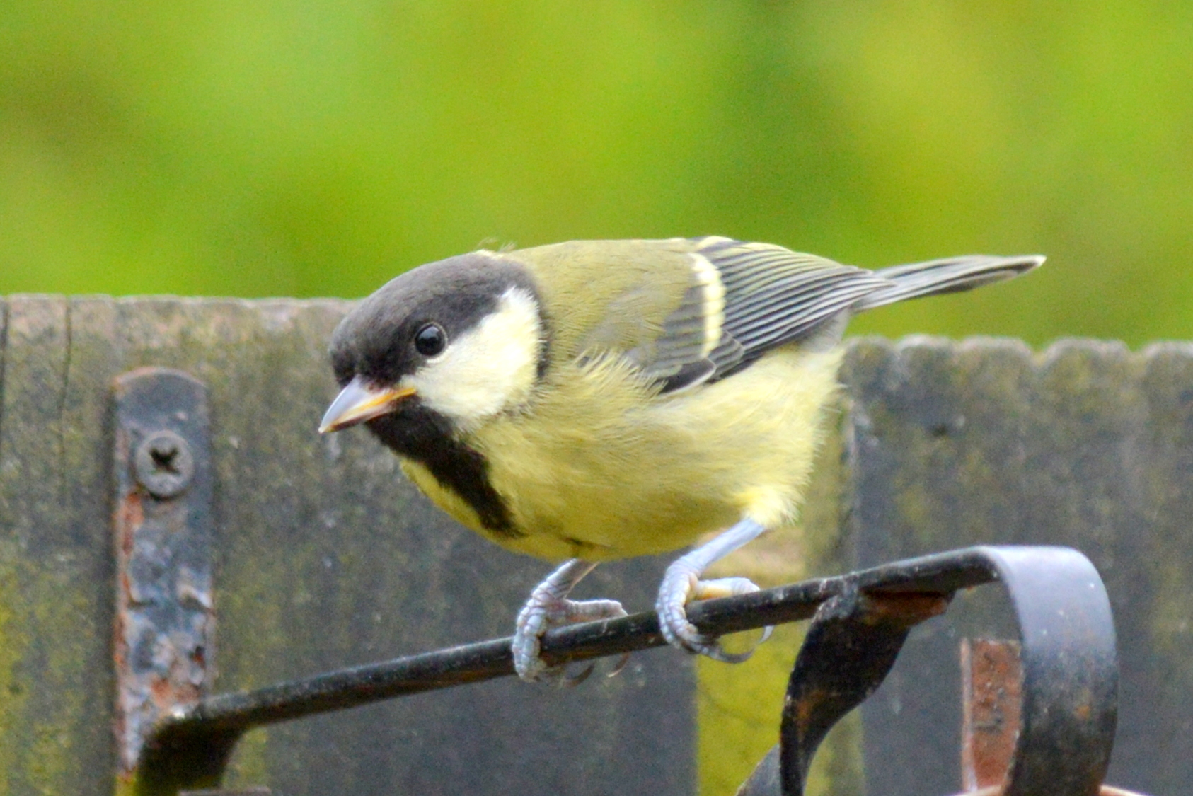 Great Tit by Ken Arthur