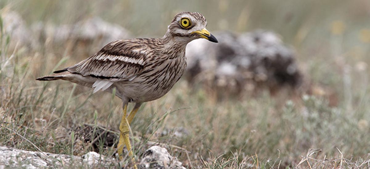 Stone Curlew courtesy of Alex Bass