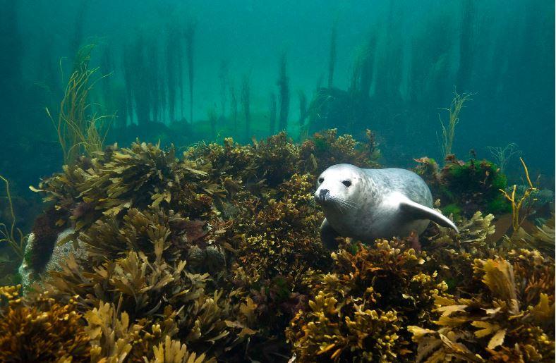 Scottish Wildlife Trust