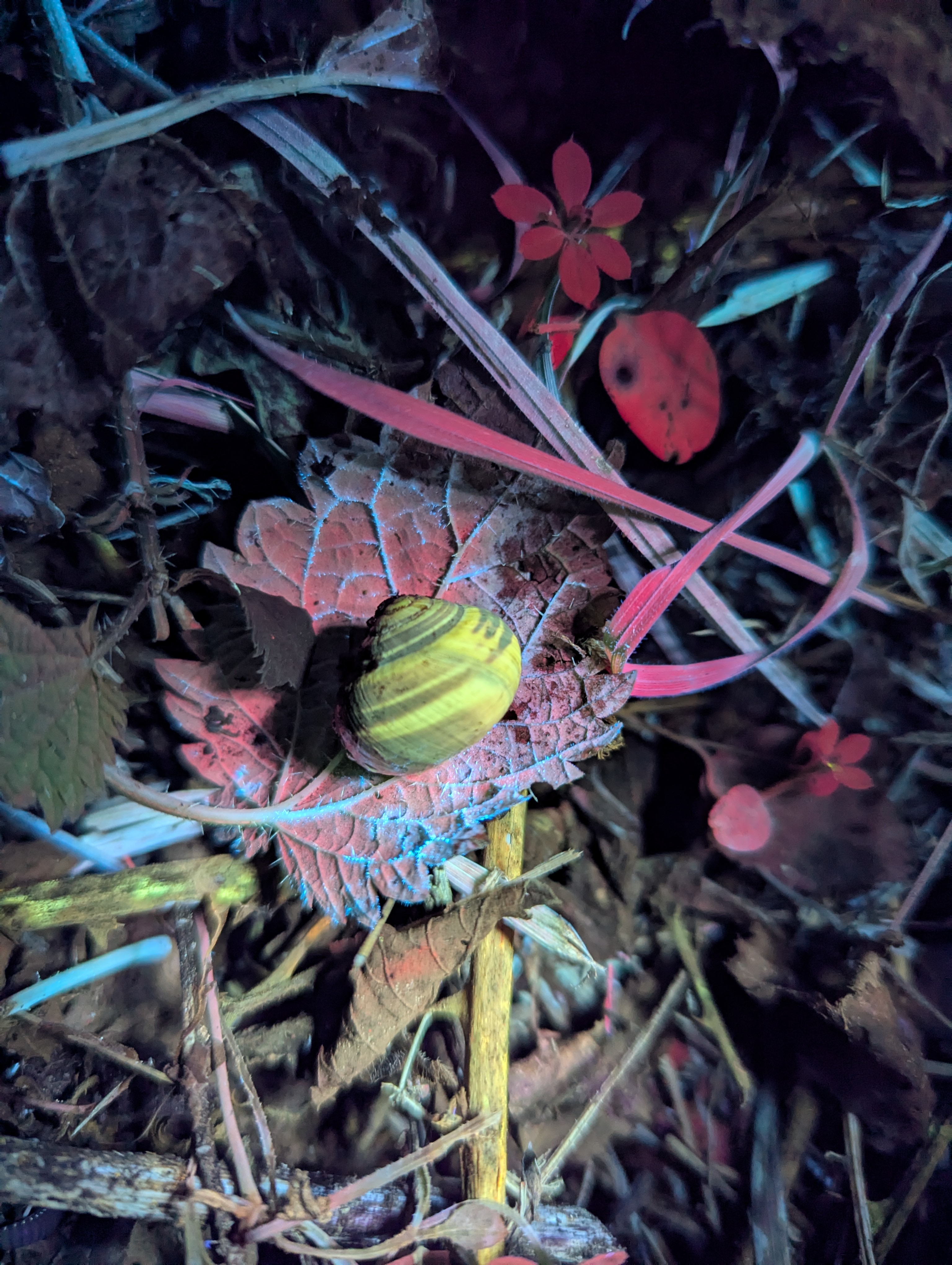 A snail on a leaf glowing with biofluorescent colours