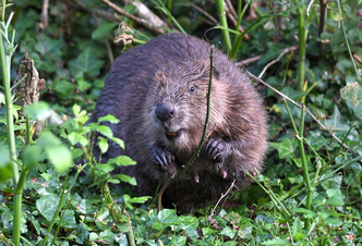 New legal protections edge England closer towards wild beaver return |  Suffolk Wildlife Trust