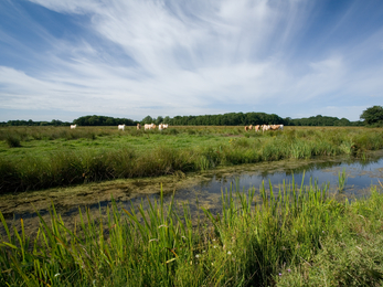 Castle Marshes Suffolk Wildlife Trust