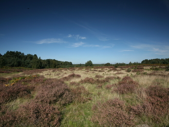 Knettishall Heath Suffolk Wildlife Trust