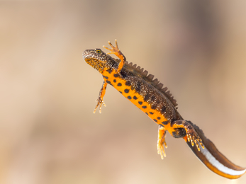 Suffolk Wildlife Trust