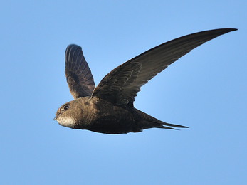 Swift by David Moreton