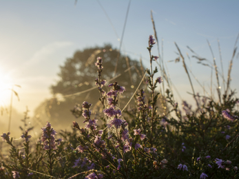 Suffolk Wildlife Trust