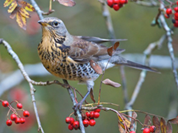 Suffolk Wildlife Trust