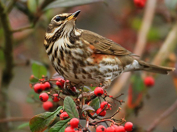 Suffolk Wildlife Trust