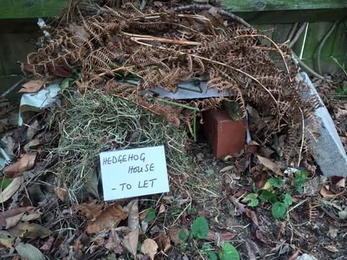 Hedgehog house 4