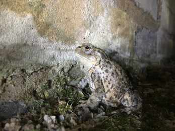 Toad on night walk