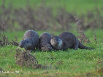 A family of two young Otters and mother at Carlton Marshes